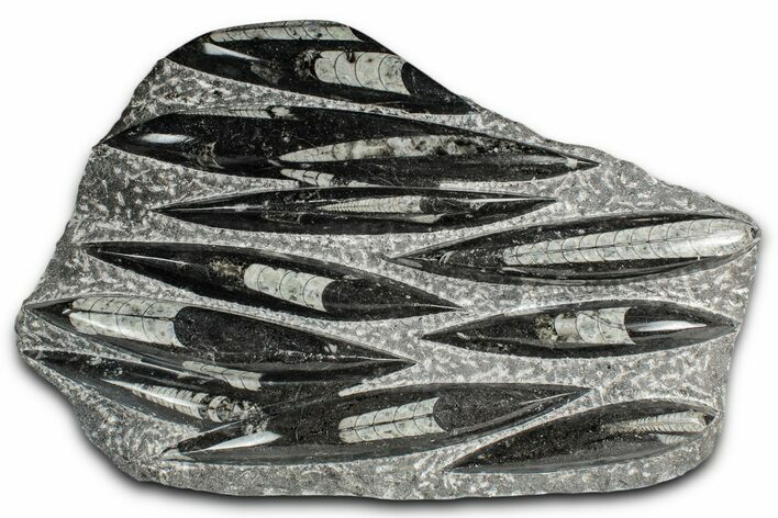 Polished Fossil Orthoceras (Cephalopod) Plate - Morocco #352974